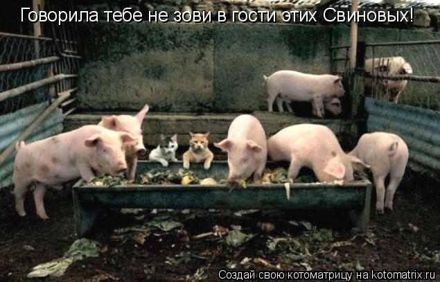 Говорила тебе не зови в гости этих Свиновых!... Котоматрица: Говорила тебе не зови в гости этих Свиновых!