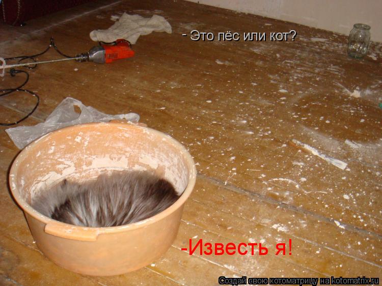 Это пёс или кот? - -Известь я!... Котоматрица: Это пёс или кот? - -Известь я!