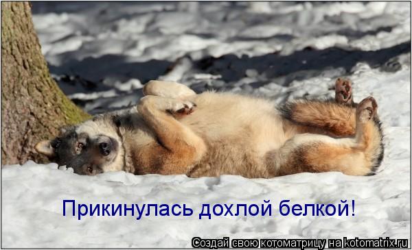 Прикинулась дохлой белкой!... Котоматрица: Прикинулась дохлой белкой!