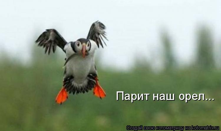 Парит наш орел...... Котоматрица: Парит наш орел...
