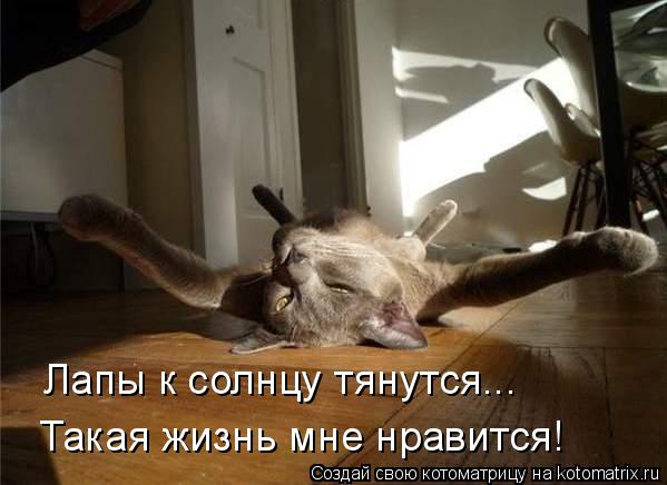 Лапы к солнцу тянутся... Такая жизнь мне нравится!... Котоматрица: Лапы к солнцу тянутся... Такая жизнь мне нравится!