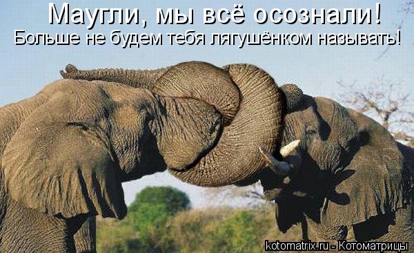 Котоматрица: Маугли, мы всё осознали! Больше не будем тебя лягушёнком называть!