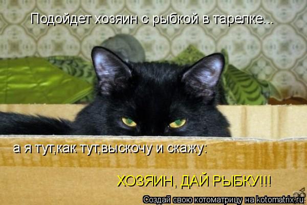 Котоматрица: а я тут,как тут,выскочу и скажу: ХОЗЯИН, ДАЙ РЫБКУ!!! Подойдет хозяин с рыбкой в тарелке...