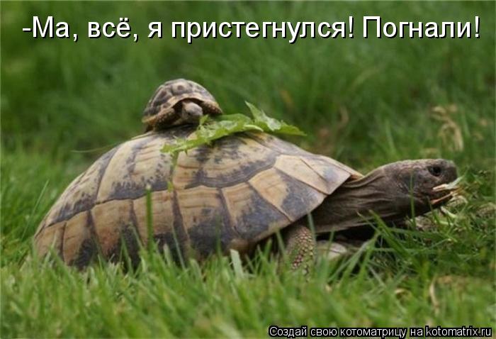 Котоматрица: -Ма, всё, я пристегнулся! Погнали!