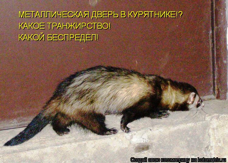 Котоматрица: МЕТАЛЛИЧЕСКАЯ ДВЕРЬ В КУРЯТНИКЕ!? МЕТАЛЛИЧЕСКАЯ ДВЕРЬ В КУРЯТНИКЕ!? КАКОЕ ТРАНЖИРСТВО! КАКОЙ БЕСПРЕДЕЛ!