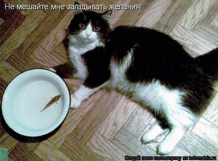 Котоматрица: Не мешайте мне загадывать желания!