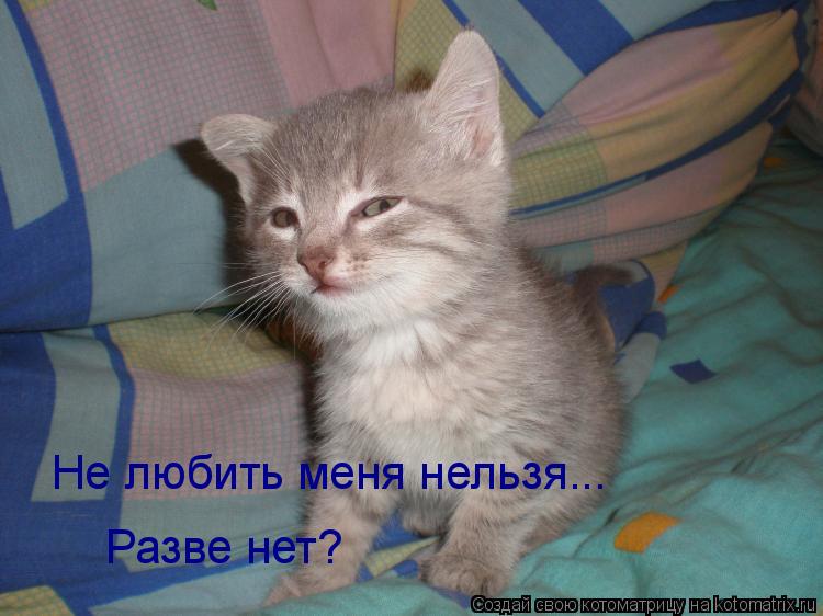 Котоматрица: Не любить меня нельзя...  Разве нет?