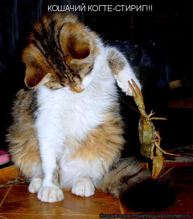 Котоматрица: КОШАЧИЙ КОГТЕ-СТИРИГ!!!