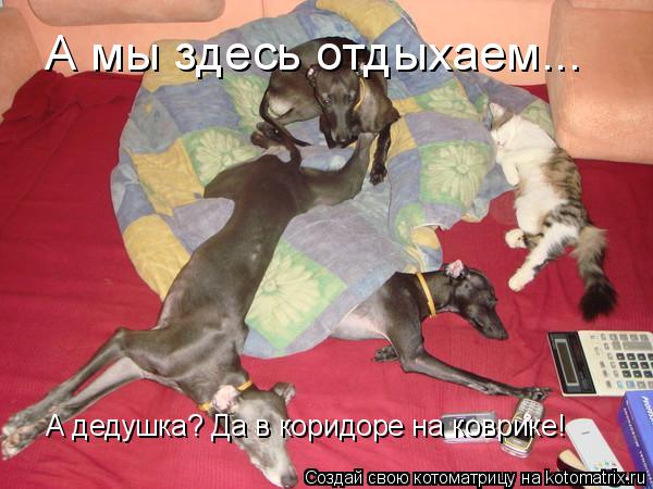 Котоматрица: А мы здесь отдыхаем... А дедушка? Да в коридоре на коврике!