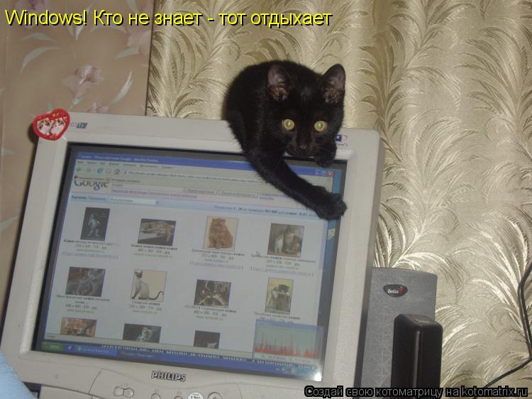 Windows! Кто не знает - тот отдыхает... Котоматрица: Windows! Кто не знает - тот отдыхает