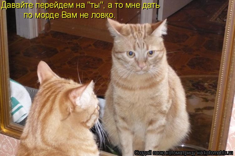 Давайте перейдем на "ты", а то мне дать по морде Вам не ловко.... Котоматрица: Давайте перейдем на "ты", а то мне дать по морде Вам не ловко.