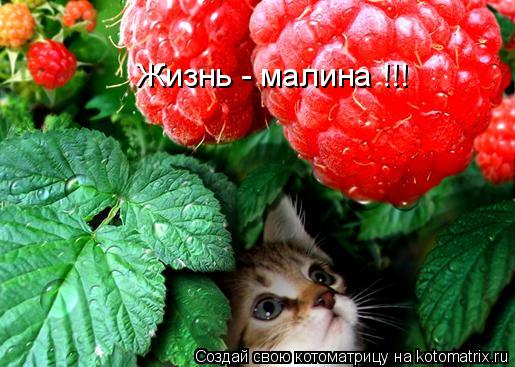 Жизнь - малина !!!... Котоматрица: Жизнь - малина !!!