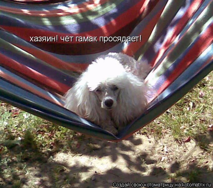 хазяин! чёт гамак просядает!... Котоматрица: хазяин! чёт гамак просядает!