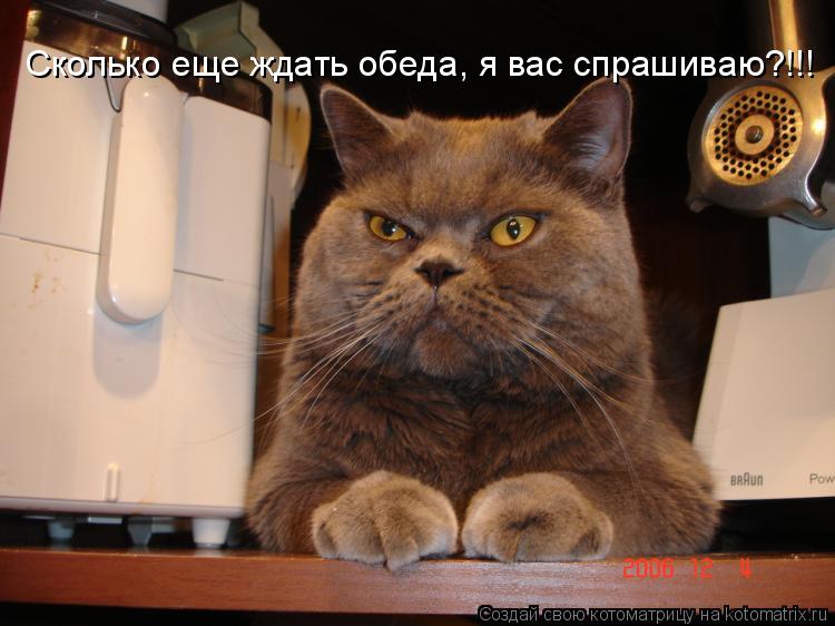 Сколько еще ждать обеда, я вас спрашиваю?!!!... Котоматрица: Сколько еще ждать обеда, я вас спрашиваю?!!!