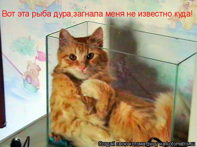 Вот эта рыба дура,загнала меня не известно куда!... Котоматрица: Вот эта рыба дура,загнала меня не известно куда!
