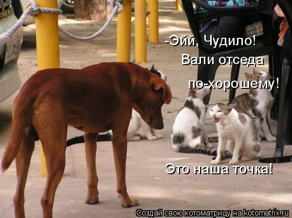 -Эйй, Чудило! Вали отседа по-хорошему! Это наша точка!... Котоматрица: -Эйй, Чудило! Вали отседа по-хорошему! Это наша точка!