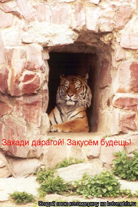 Захади дарагой! Закусём будещь!... Котоматрица: Захади дарагой! Закусём будещь!