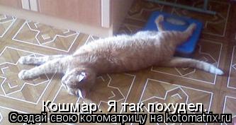 Кошмар. Я так похудел.... Котоматрица: Кошмар. Я так похудел.