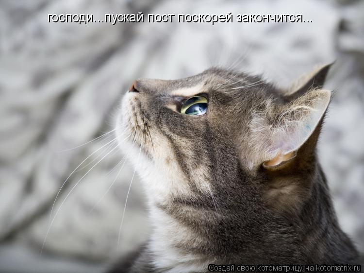 господи...пускай пост поскорей закончится...... Котоматрица: господи...пускай пост поскорей закончится...