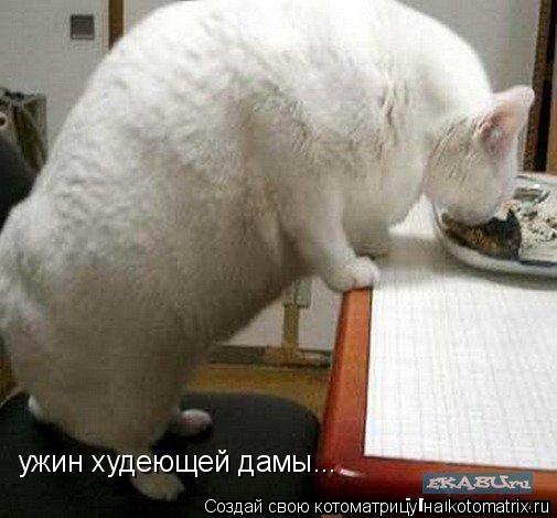 ужин худеющей дамы...... Котоматрица: ужин худеющей дамы...