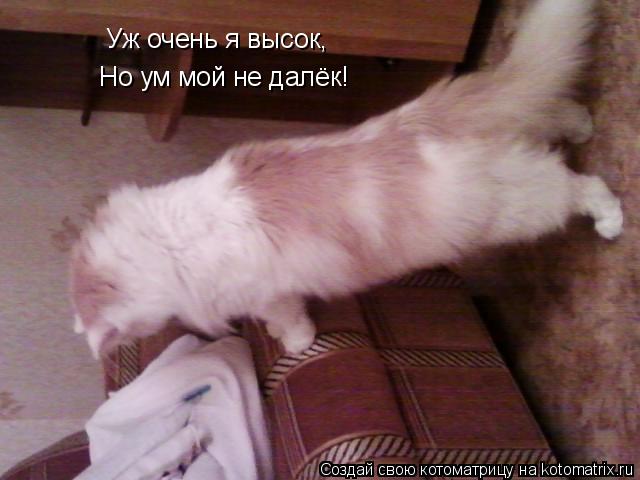 Уж очень я высок, Но ум мой не далёк!... Котоматрица: Уж очень я высок, Но ум мой не далёк!
