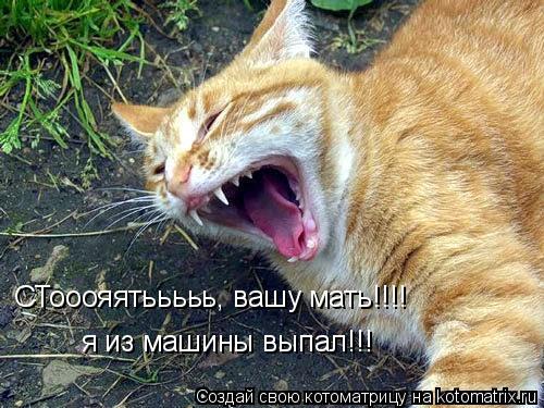СТооояятььььь, вашу мать!!!! я из машины выпал!!!... Котоматрица: СТооояятььььь, вашу мать!!!! я из машины выпал!!!
