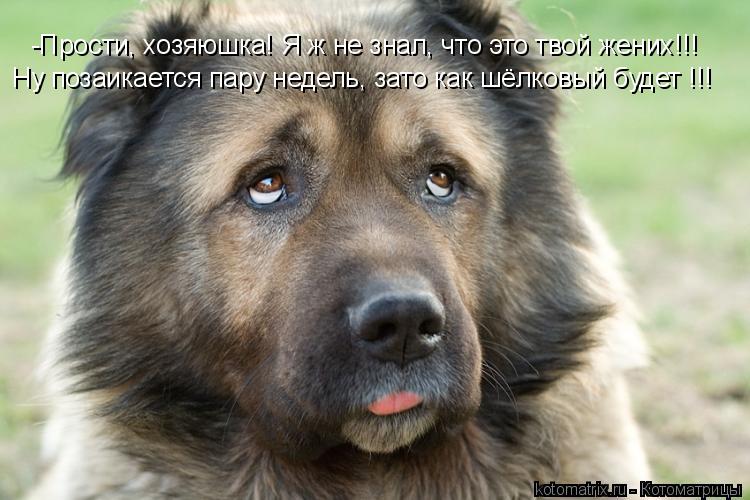 -Прости, хозяюшка! Я ж не знал, что это твой жених!!! Ну позаикается пару недель, зато как шёлковый б... Котоматрица: -Прости, хозяюшка! Я ж не знал, что это твой жених!!! Ну позаикается пару недель, зато как шёлковый будет !!!