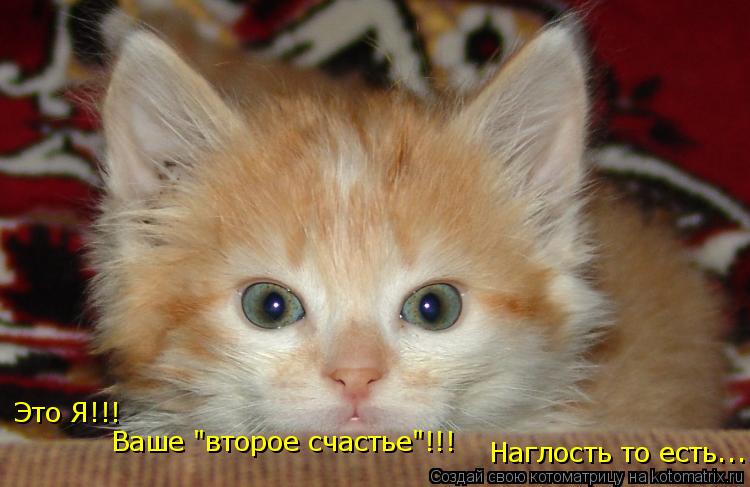 Это Я!!! Ваше "второе счастье"!!! Наглость то есть...... Котоматрица: Это Я!!! Ваше "второе счастье"!!! Наглость то есть...