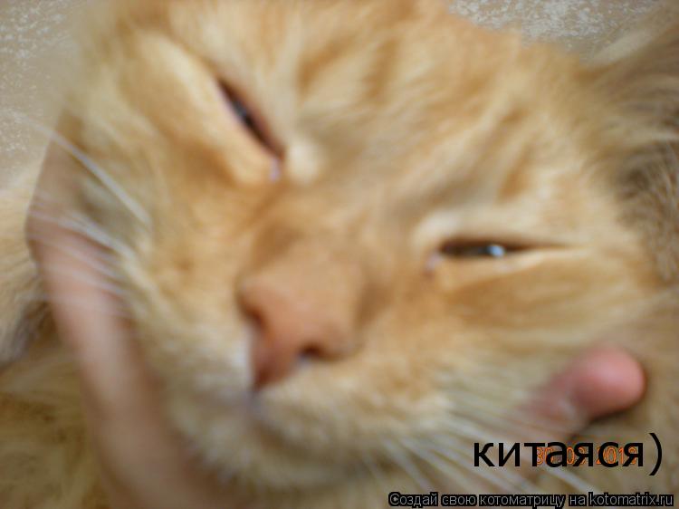 китаяся)... Котоматрица: китаяся)