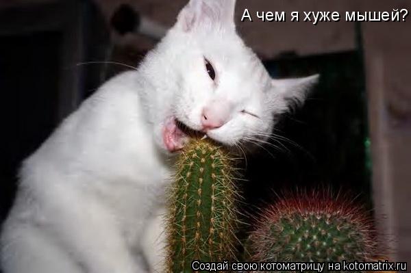 А чем я хуже мышей?... Котоматрица: А чем я хуже мышей?
