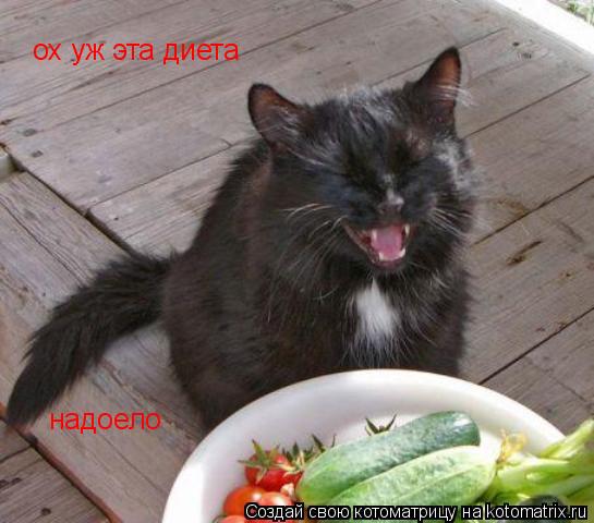 ох уж эта диета надоело... Котоматрица: ох уж эта диета надоело