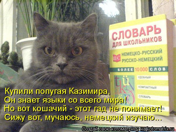 Купили попугая Казимира, Но вот кошачий - этот гад не понимает! Он знает языки со всего мира! Сижу... Котоматрица: Купили попугая Казимира, Но вот кошачий - этот гад не понимает! Он знает языки со всего мира! Сижу вот, мучаюсь, немецкий изучаю...