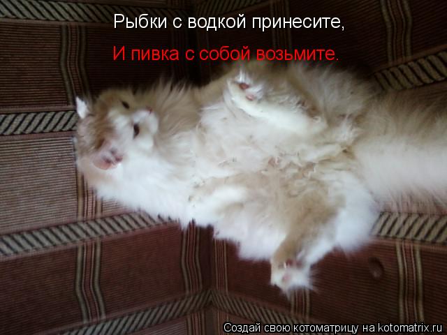 Рыбки с водкой принесите, И пивка с собой возьмите.... Котоматрица: Рыбки с водкой принесите, И пивка с собой возьмите.
