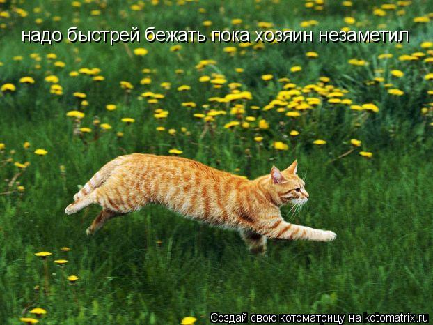 надо быстрей бежать пока хозяин незаметил... Котоматрица: надо быстрей бежать пока хозяин незаметил