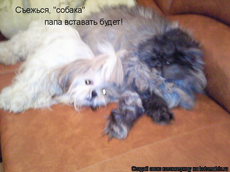 Съежься, "собака" папа вставать будет!... Котоматрица: Съежься, "собака" папа вставать будет!