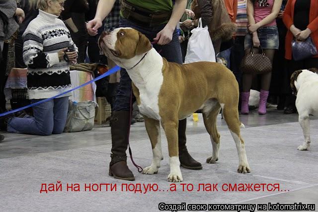 дай на ногти подую...а то лак смажется...... Котоматрица: дай на ногти подую...а то лак смажется...