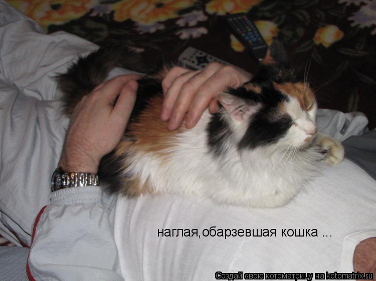 наглая,обарзевшая кошка ...... Котоматрица: наглая,обарзевшая кошка ...
