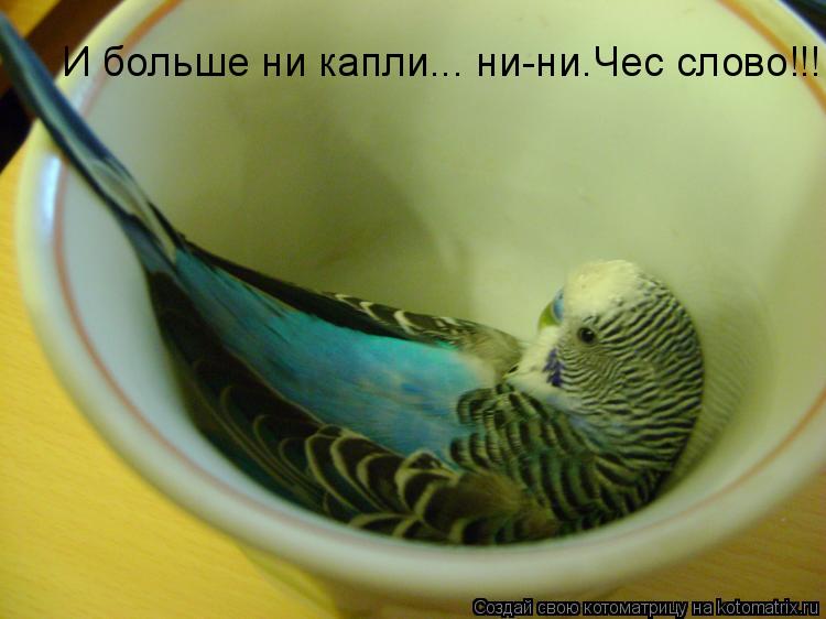 И больше ни капли... ни-ни.Чес слово!!!... Котоматрица: И больше ни капли... ни-ни.Чес слово!!!