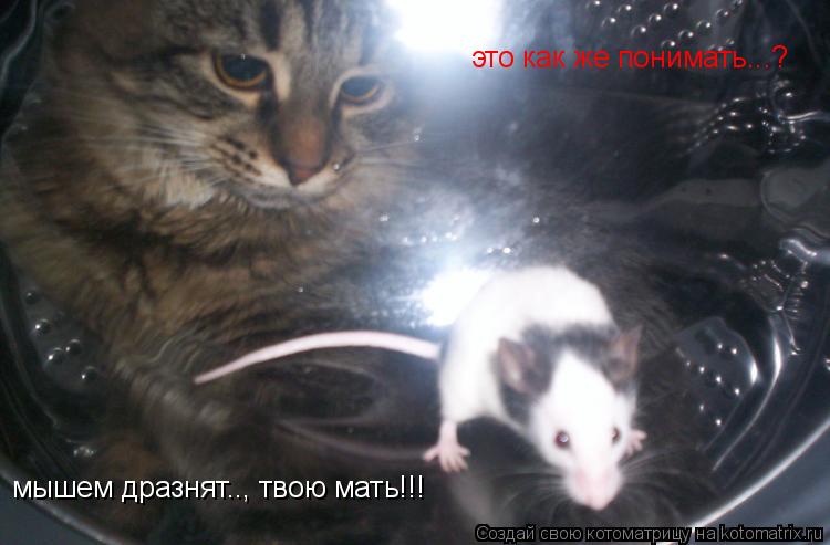 это как же понимать...? мышем дразнят.., твою мать!!!... Котоматрица: это как же понимать...? мышем дразнят.., твою мать!!!