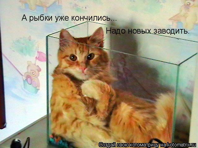 А рыбки уже кончились... Надо новых заводить.... Котоматрица: А рыбки уже кончились... Надо новых заводить.
