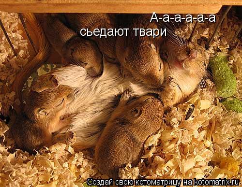 А-а-а-а-а-а сьедают твари... Котоматрица: А-а-а-а-а-а сьедают твари