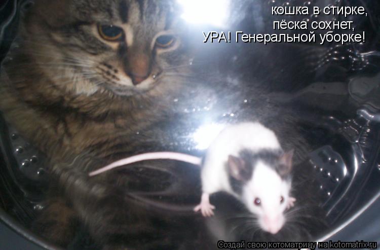 кошка в стирке, пёска сохнет, УРА! Генеральной уборке!... Котоматрица: кошка в стирке, пёска сохнет, УРА! Генеральной уборке!