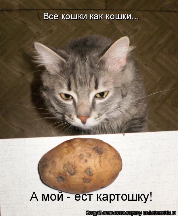 Котоматрица: Все кошки как кошки... А мой - ест картошку!