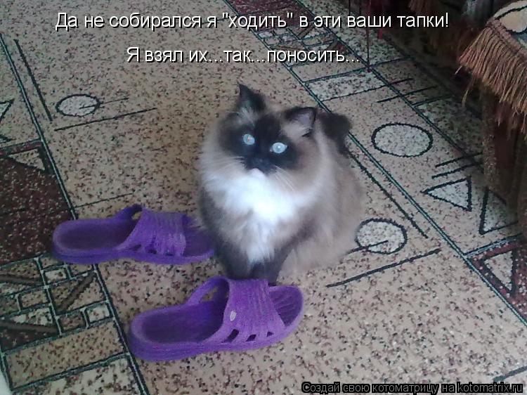 Да не собирался я "ходить" в эти ваши тапки! Я взял их...так...поносить...... Котоматрица: Да не собирался я "ходить" в эти ваши тапки! Я взял их...так...поносить...