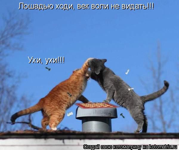 Лошадью ходи, век воли не видать!!! Ухи, ухи!!!... Котоматрица: Лошадью ходи, век воли не видать!!! Ухи, ухи!!!