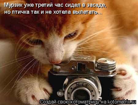 Мурзик уже третий час сидел в засаде, но птичка так и не хотела вылетать...... Котоматрица: Мурзик уже третий час сидел в засаде, но птичка так и не хотела вылетать...