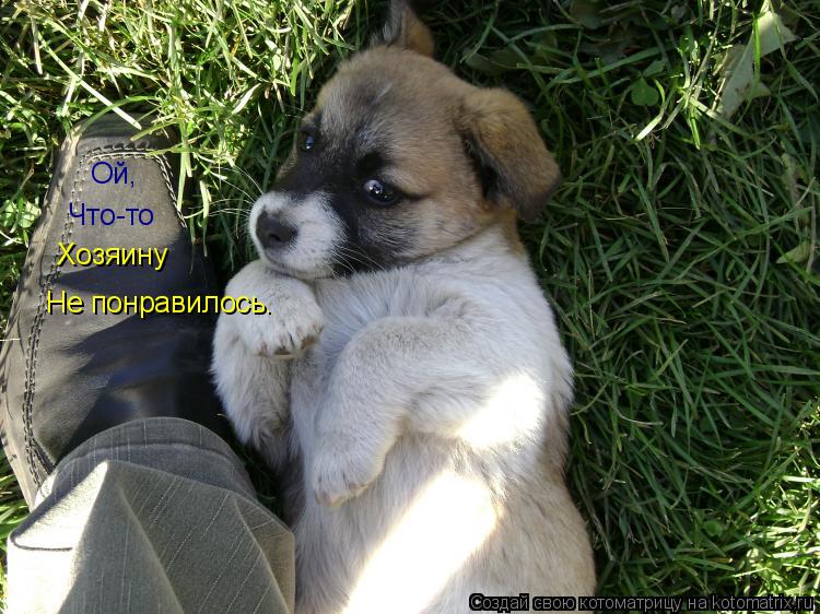 Ой, Что-то Хозяину Не понравилось.... Котоматрица: Ой, Что-то Хозяину Не понравилось.