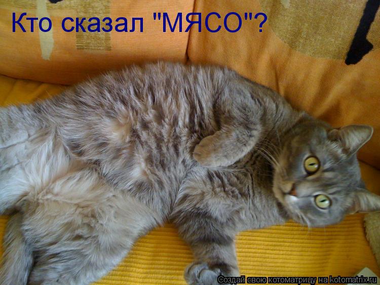 Кто сказал "МЯСО"?... Котоматрица: Кто сказал "МЯСО"?
