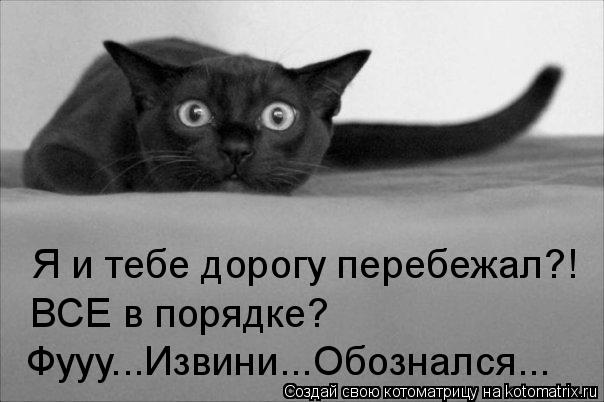 Котоматрица: Я и тебе дорогу перебежал?!  ВCЕ в порядке? Фууу...Извини...Обознался...