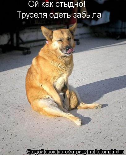 Котоматрица: Ой как стыдно!! Труселя одеть забыла